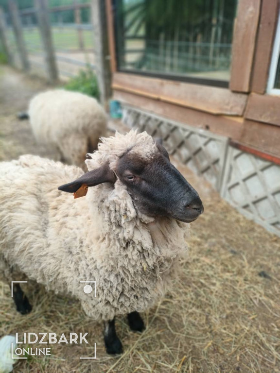Klasa 3 z Bryńska na wycieczce na Farmie Noego