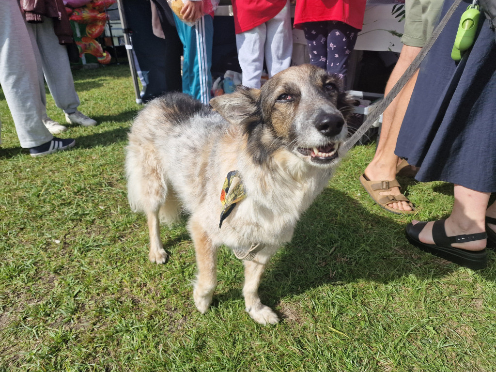Psia Przystań - Festiwalu Swojskich Potraw Rybnych