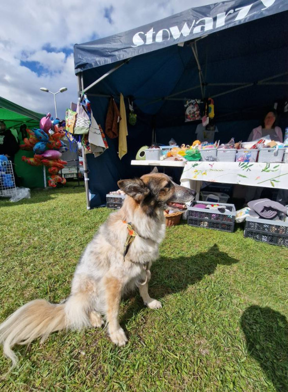Psia Przystań - Festiwalu Swojskich Potraw Rybnych