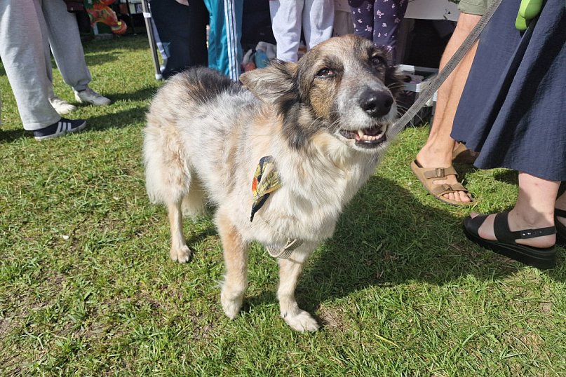 Psia Przystań - Festiwalu Swojskich Potraw Rybnych